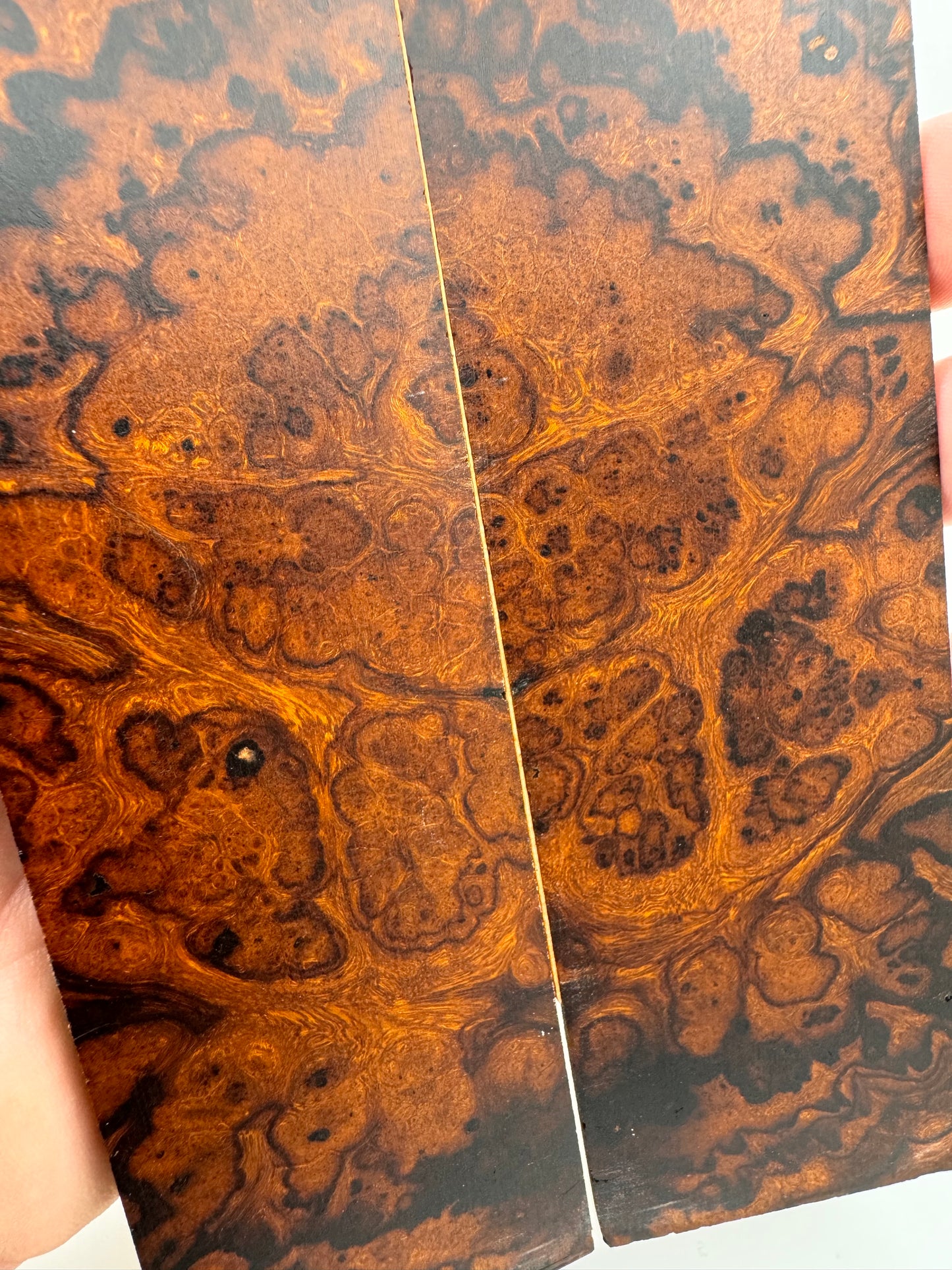 Exhibition-Grade Desert Ironwood Burl Scales 7 1/4-8” x 1 7/8” x 1/4”