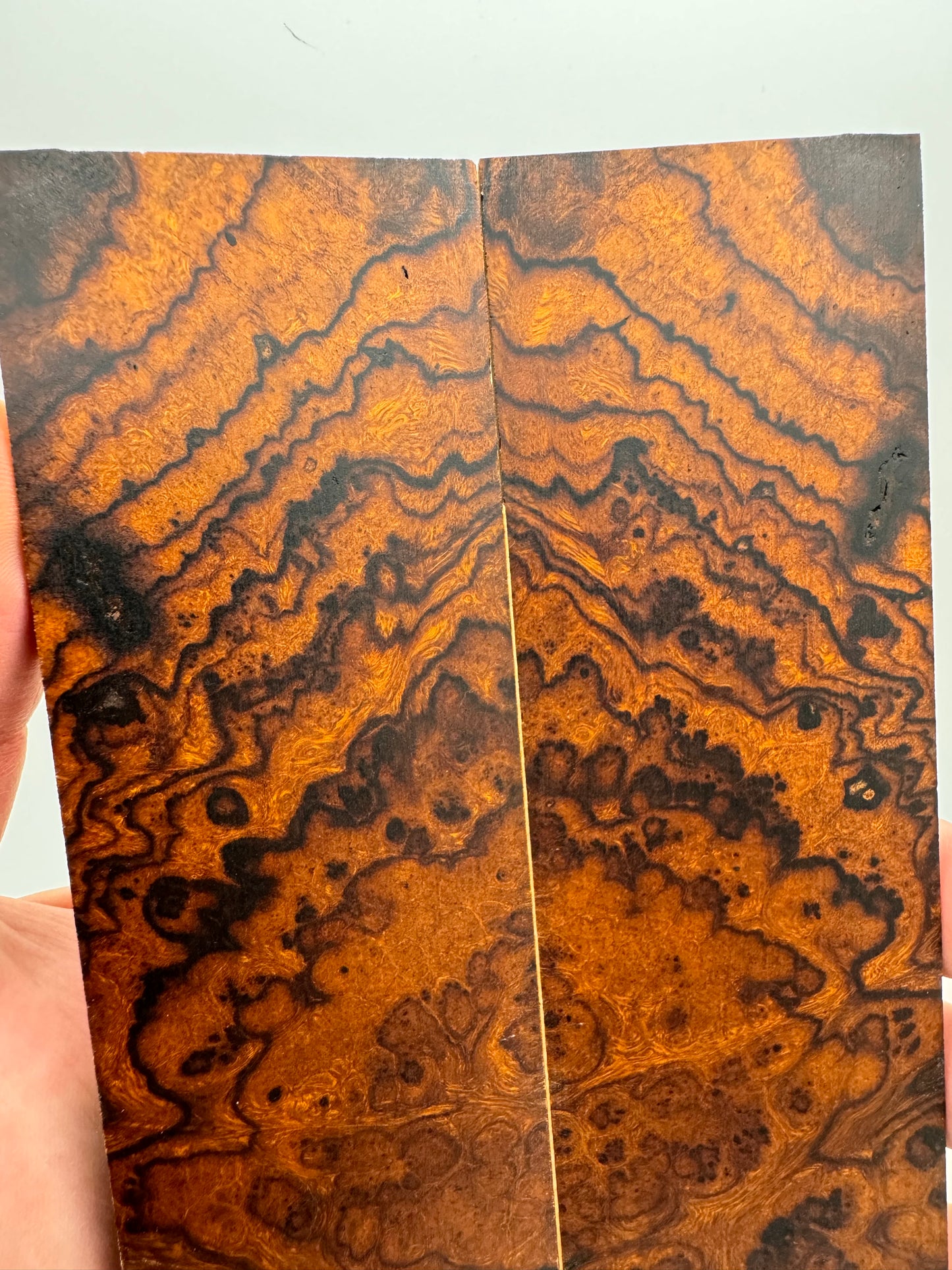 Exhibition-Grade Desert Ironwood Burl Scales 7 1/4-8” x 1 7/8” x 1/4”