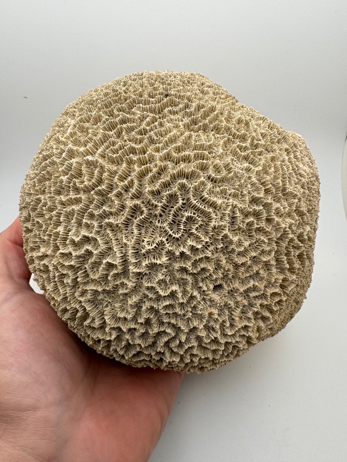 Fossilized Brain Coral 5 1/2” x 4 7/8”