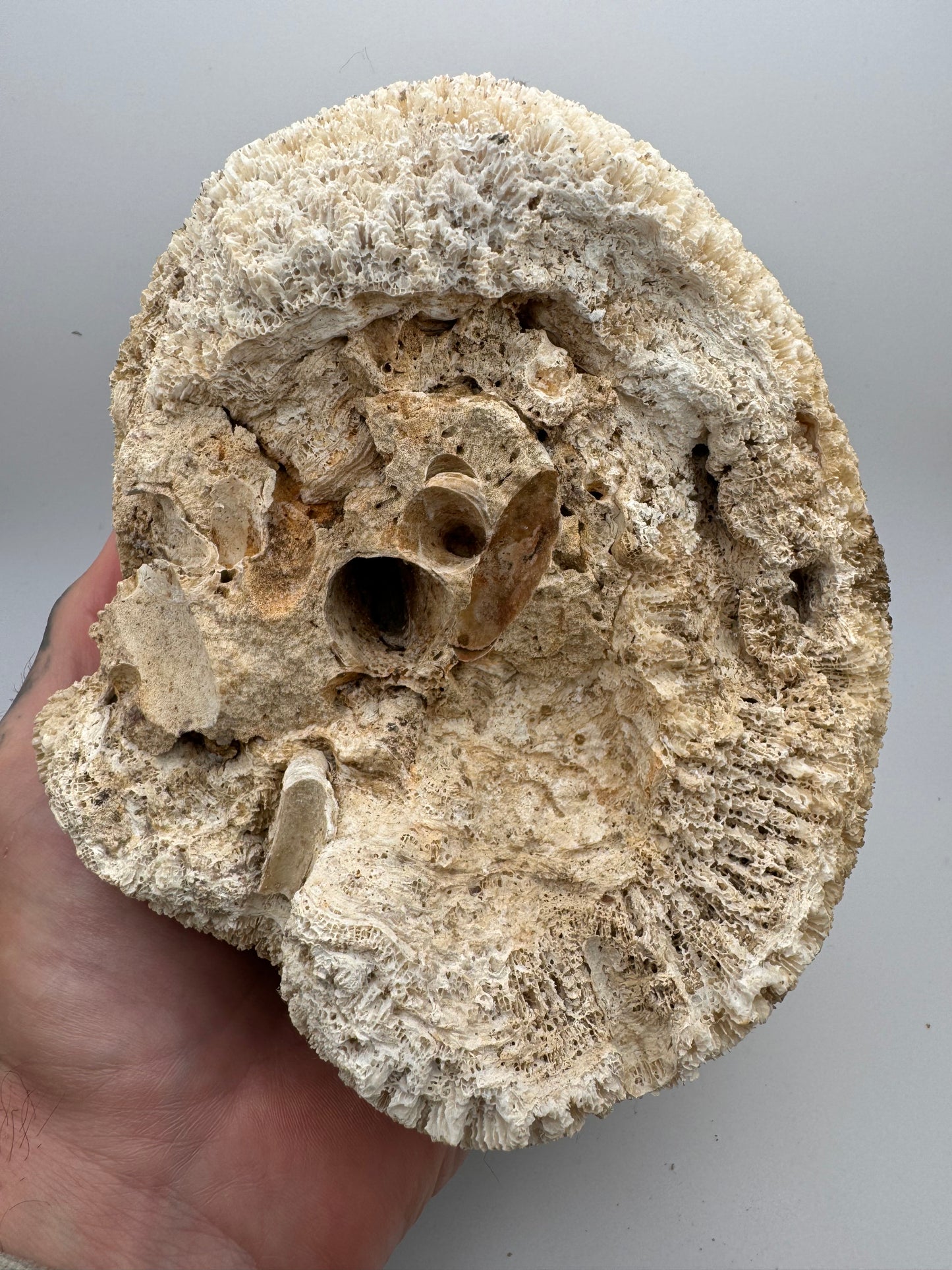 Fossilized Brain Coral 5 1/2” x 4 7/8”