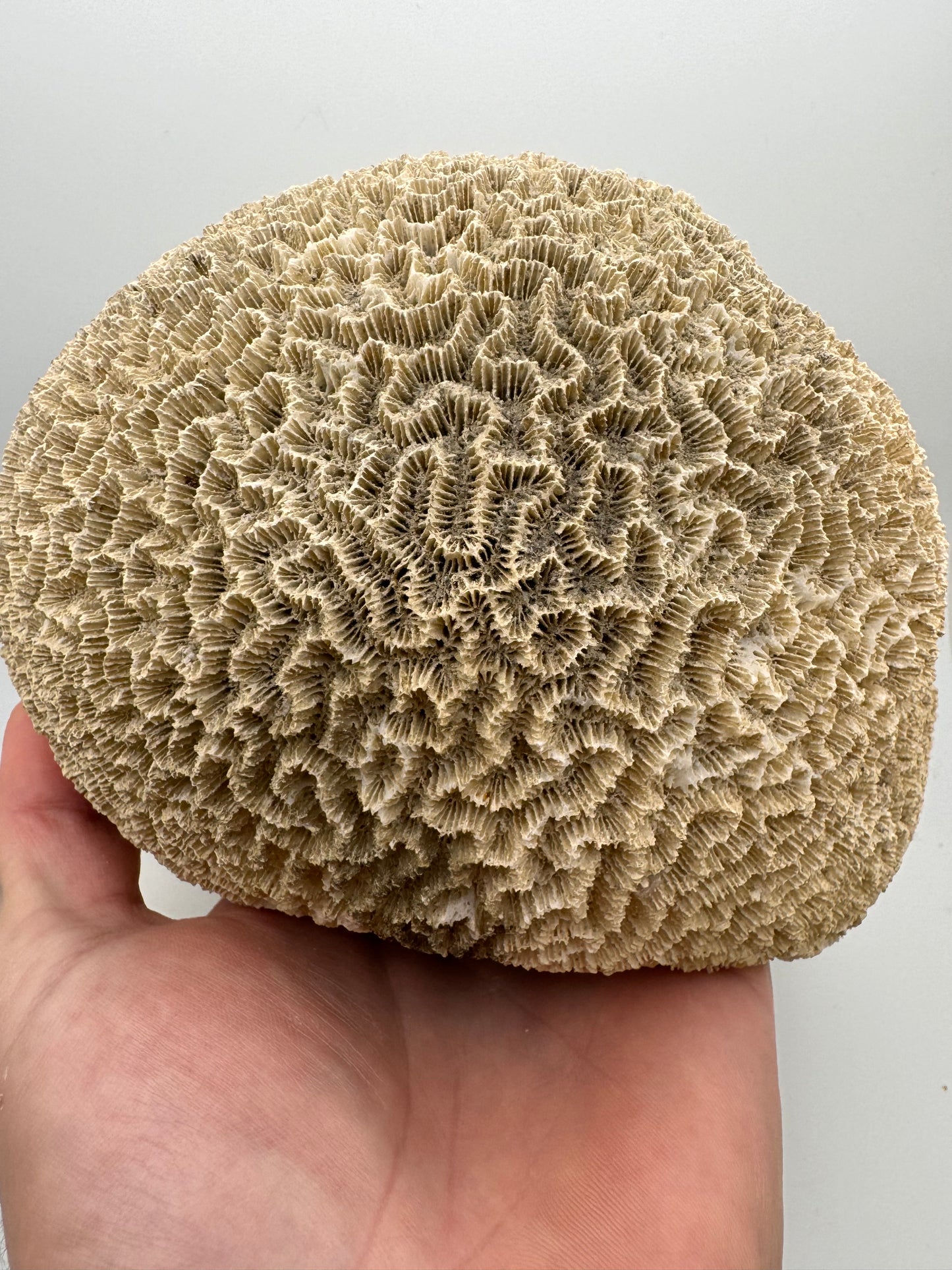 Fossilized Brain Coral 5 1/2” x 4 7/8”