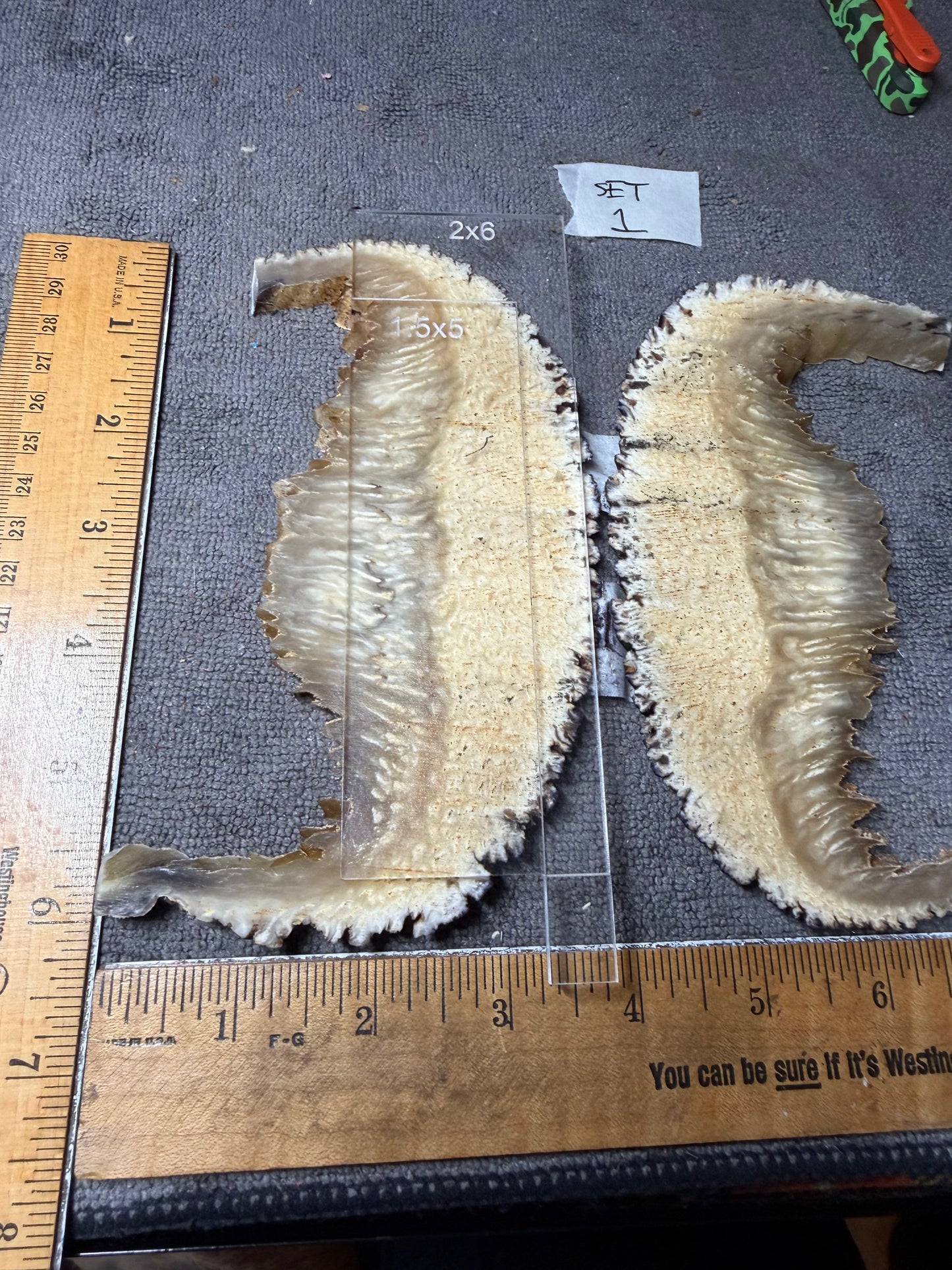 Musk Ox Scales (Set 1) 5 5/8” x 1 1/4”-2 1/4” x .31”