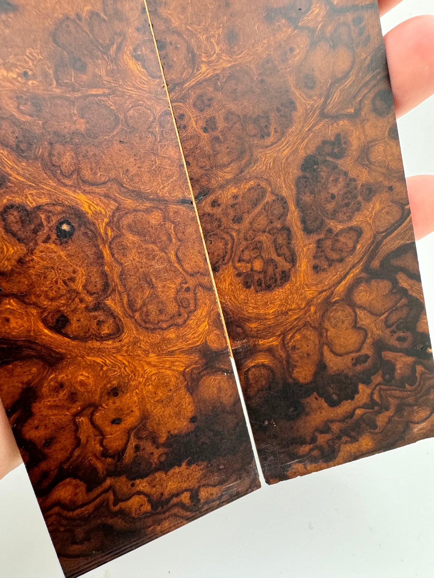 Exhibition-Grade Desert Ironwood Burl Scales 7 1/4-8” x 1 7/8” x 1/4”