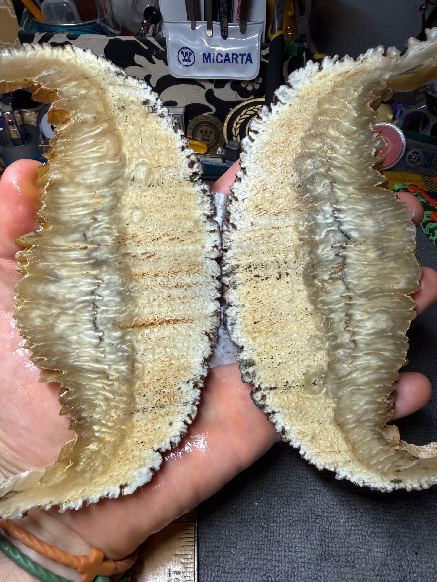 Musk Ox Scales (Set 2) 6 1/4” x 1 5/8”-2 3/4” x .27”