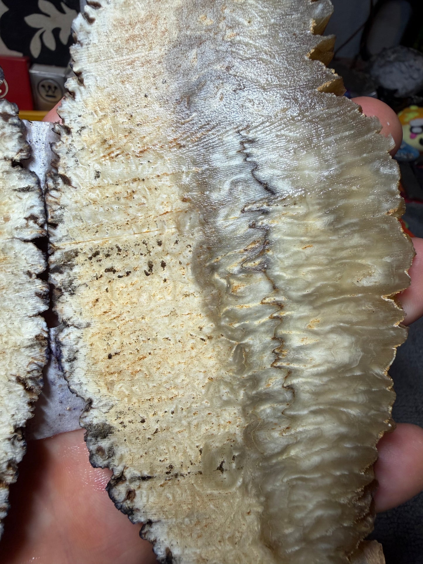 Musk Ox Scales (Set 2) 6 1/4” x 1 5/8”-2 3/4” x .27”