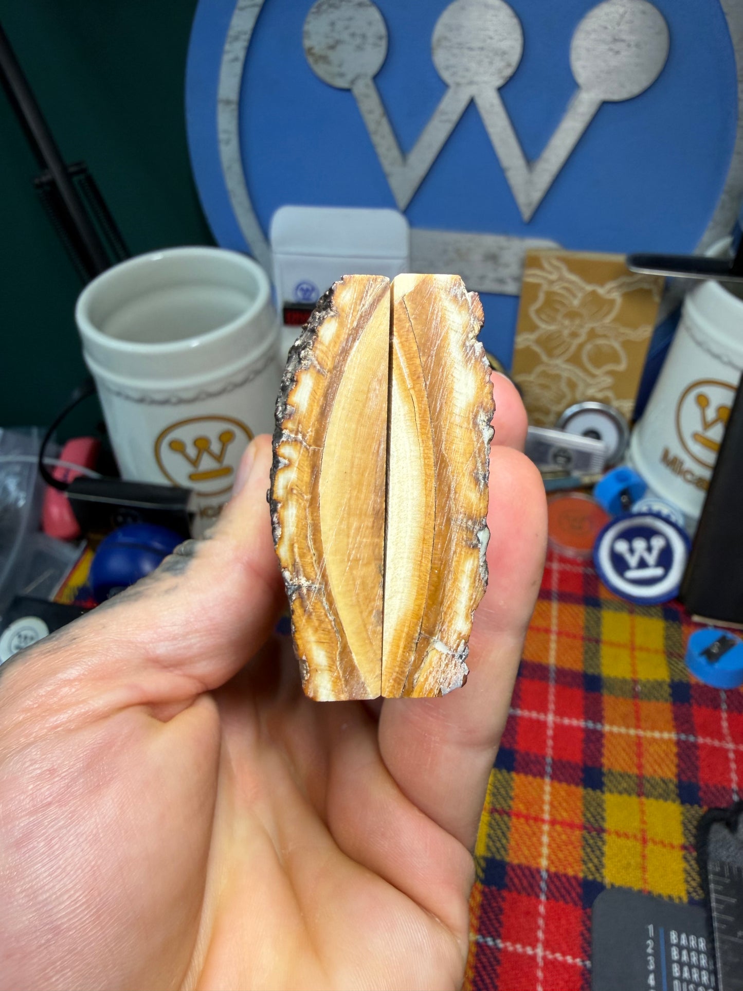 Stabilized Fossil Woolly Mammoth Tusk Scales WMT1 4 15/16”x1 3/4”x.43”