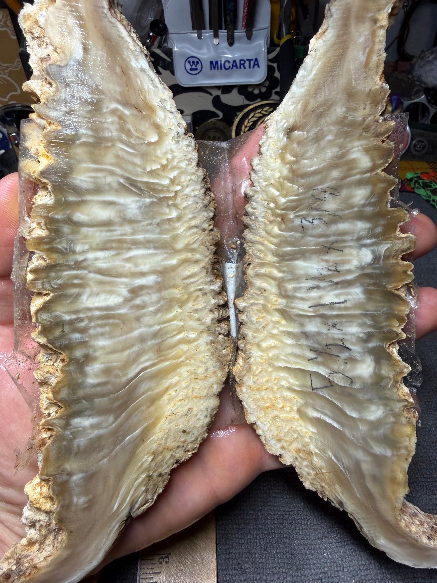 Musk Ox Scales (Set 3) 7 1/2” x 1 1/2”-2 1/4” x .4”