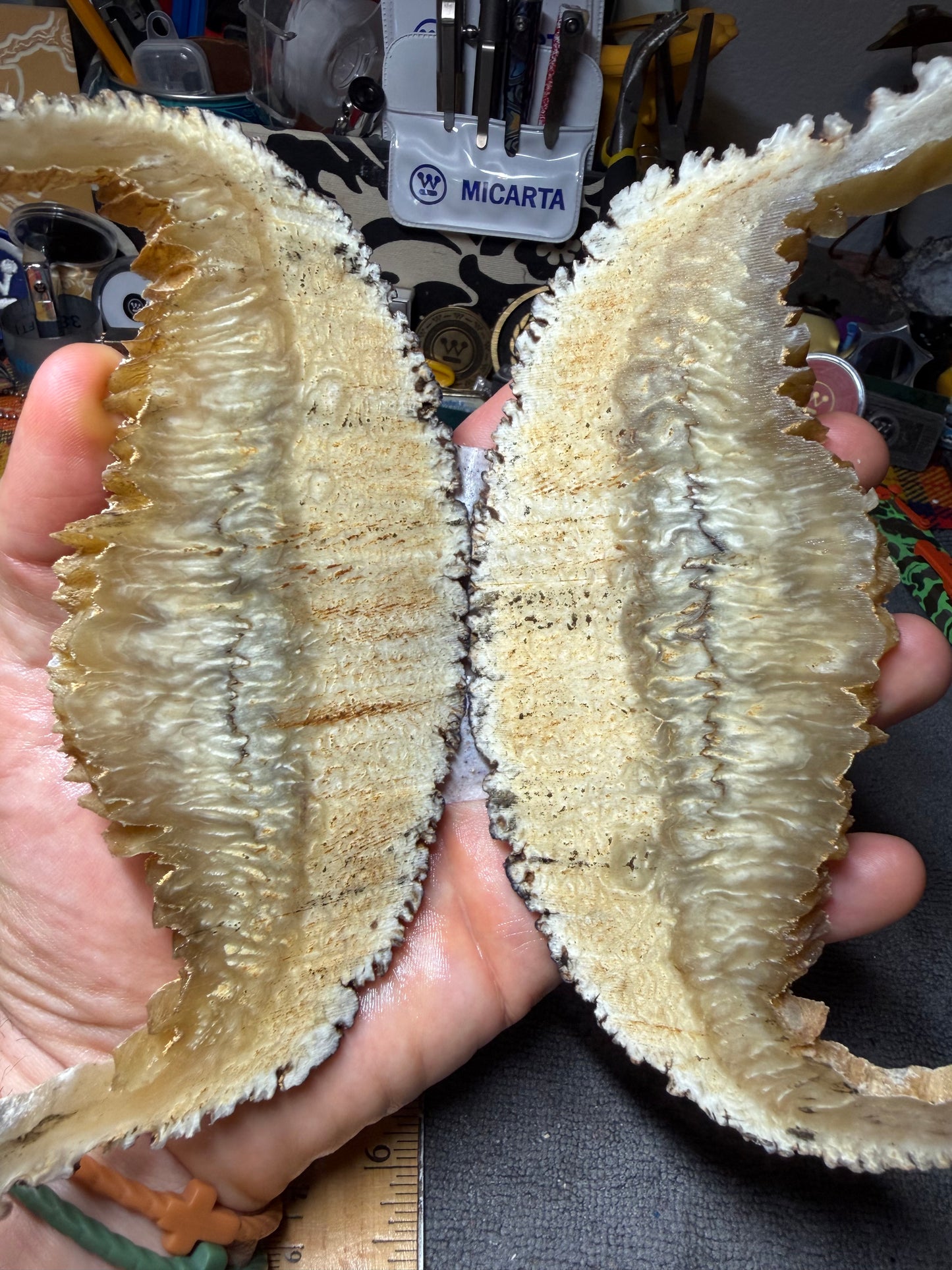 Musk Ox Scales (Set 2) 6 1/4” x 1 5/8”-2 3/4” x .27”