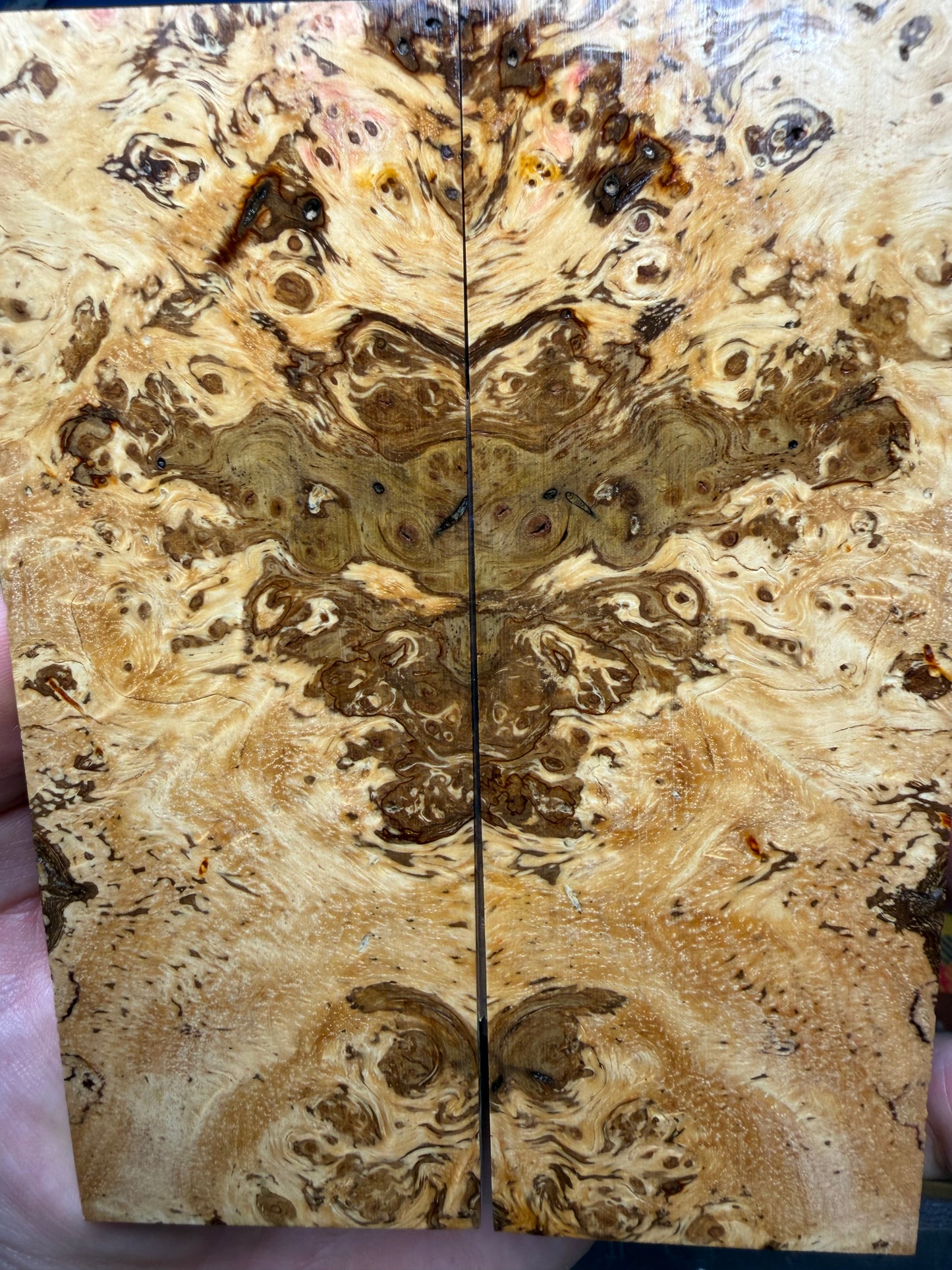Spalted Almond Burl Scales SALB2 5 5/8”x2 1/16”x.4”