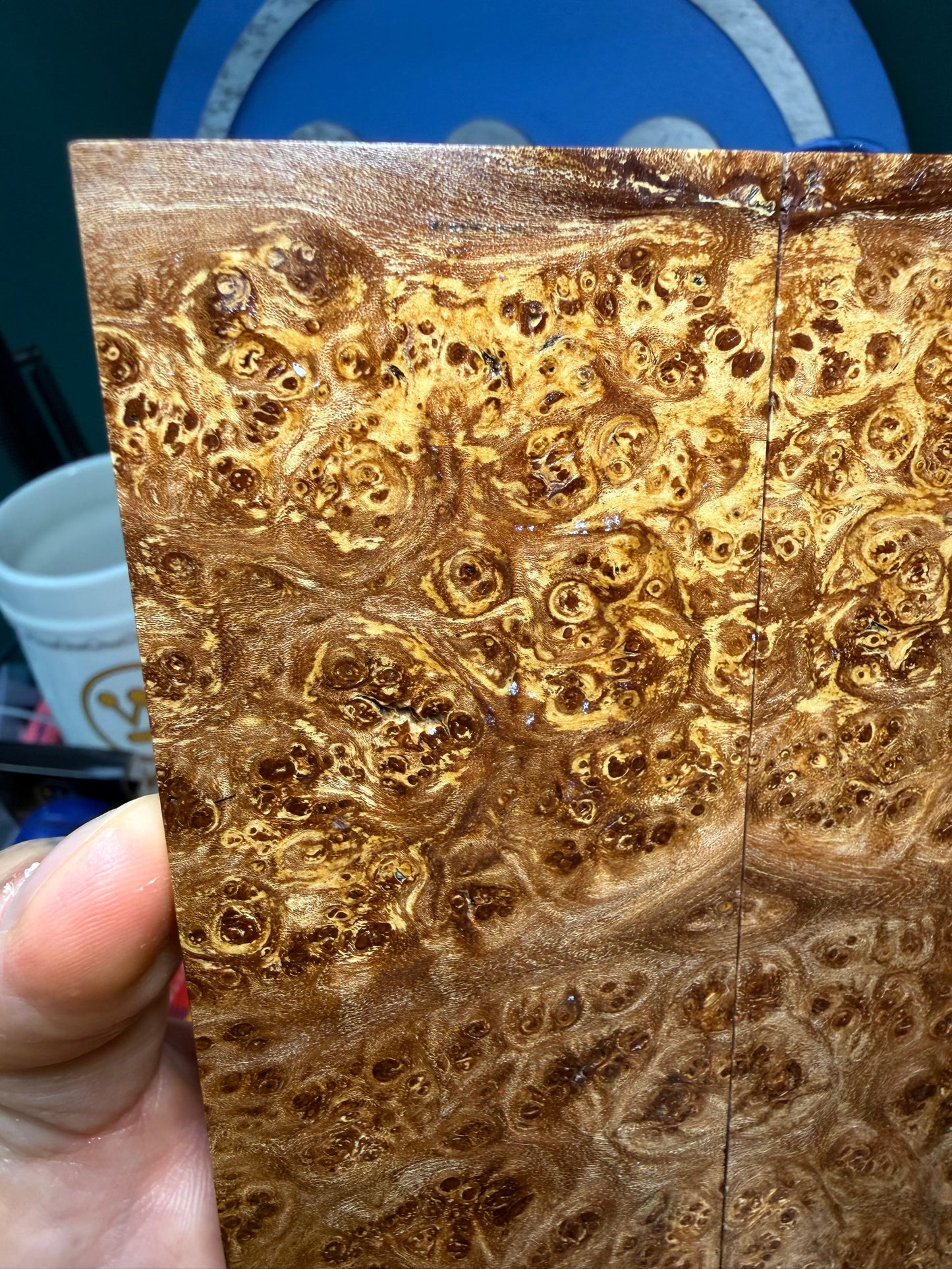 Spalted Almond Burl Scales SALB3 6 1/4”x2 1/8”x.41”