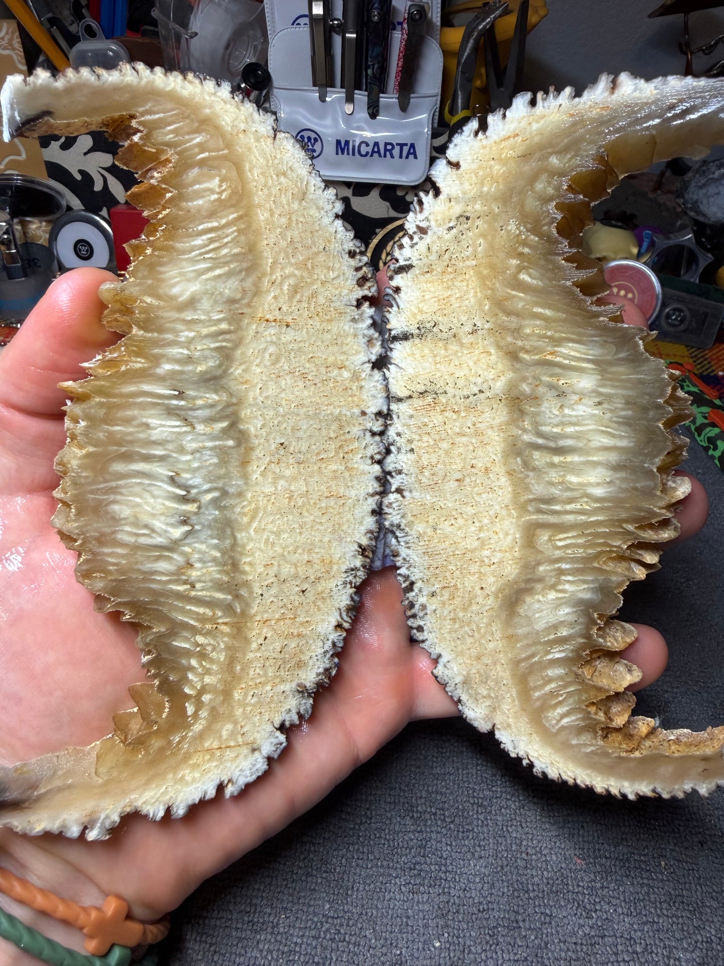 Musk Ox Scales (Set 1) 5 5/8” x 1 1/4”-2 1/4” x .31”
