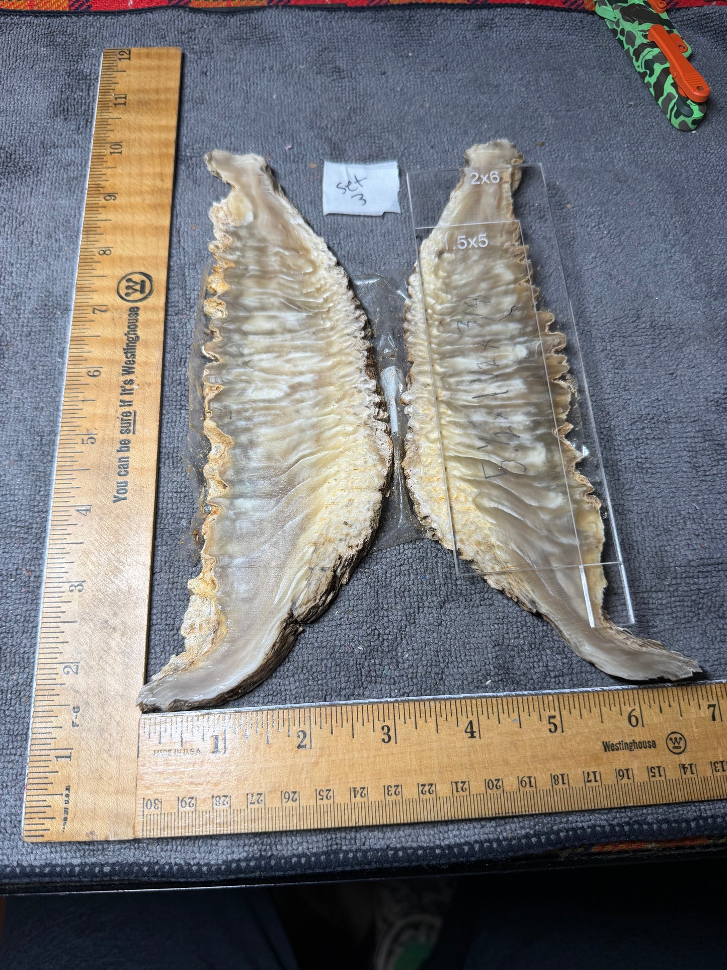 Musk Ox Scales (Set 3) 7 1/2” x 1 1/2”-2 1/4” x .4”