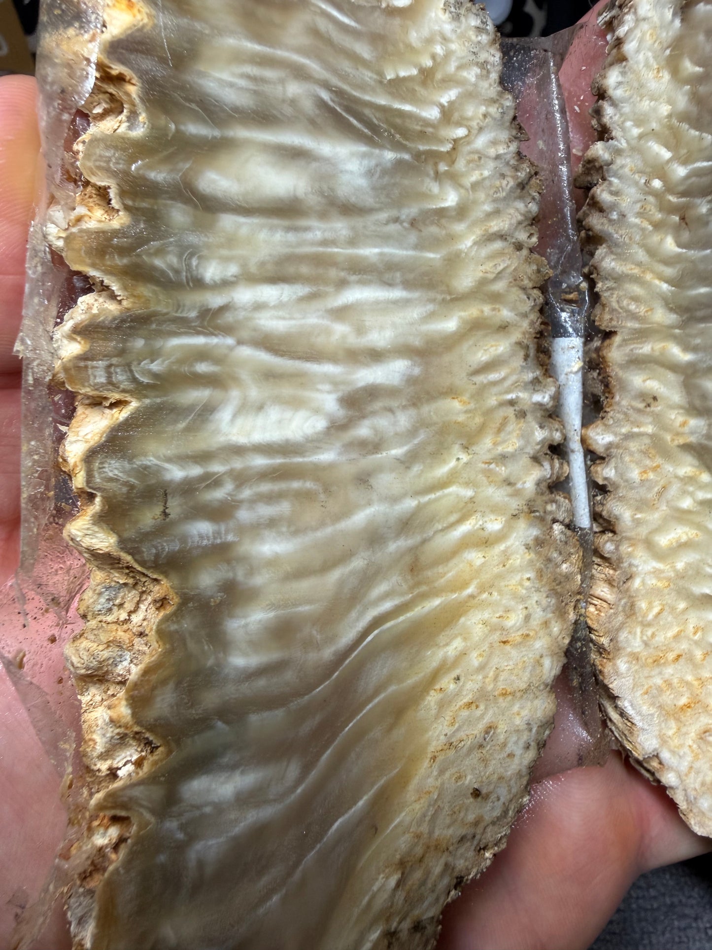 Musk Ox Scales (Set 3) 7 1/2” x 1 1/2”-2 1/4” x .4”