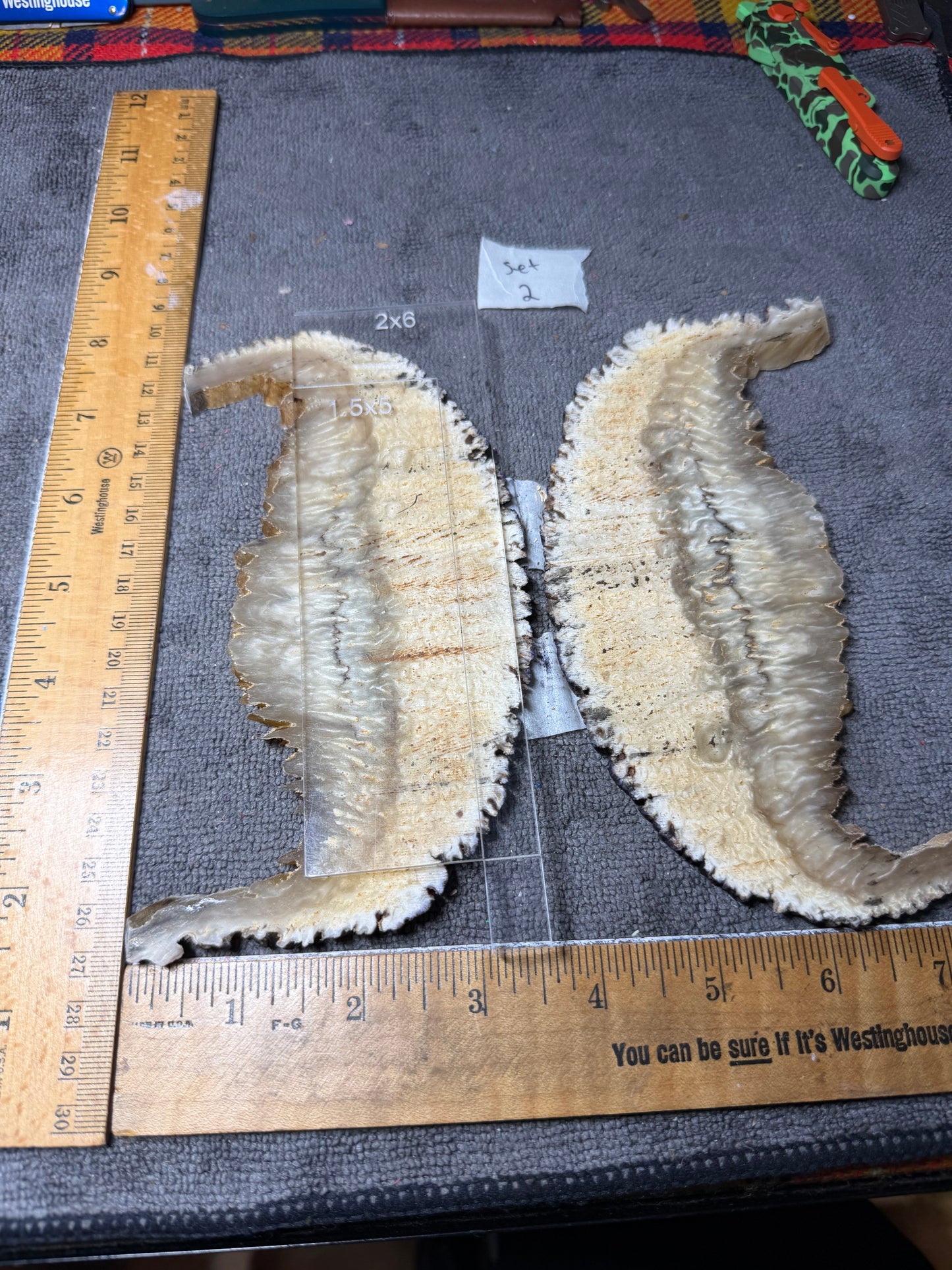 Musk Ox Scales (Set 2) 6 1/4” x 1 5/8”-2 3/4” x .27”