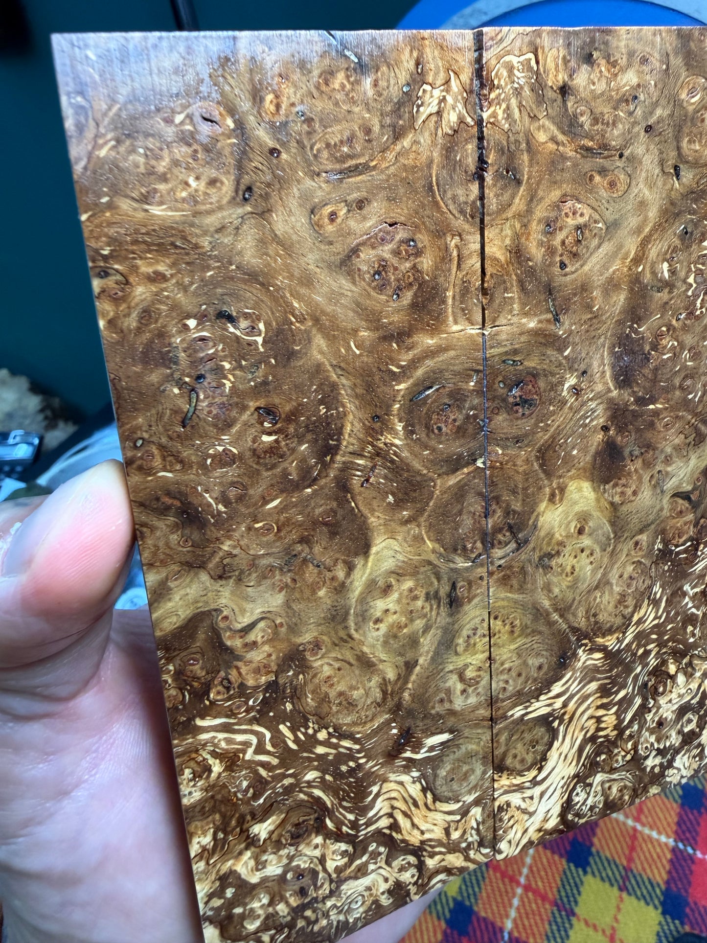 Spalted Almond Burl Scales SALB1 5 3/4”x2 1/16”x.42”