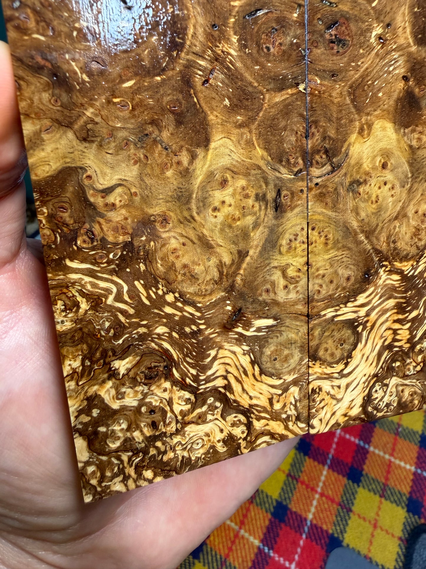 Spalted Almond Burl Scales SALB1 5 3/4”x2 1/16”x.42”