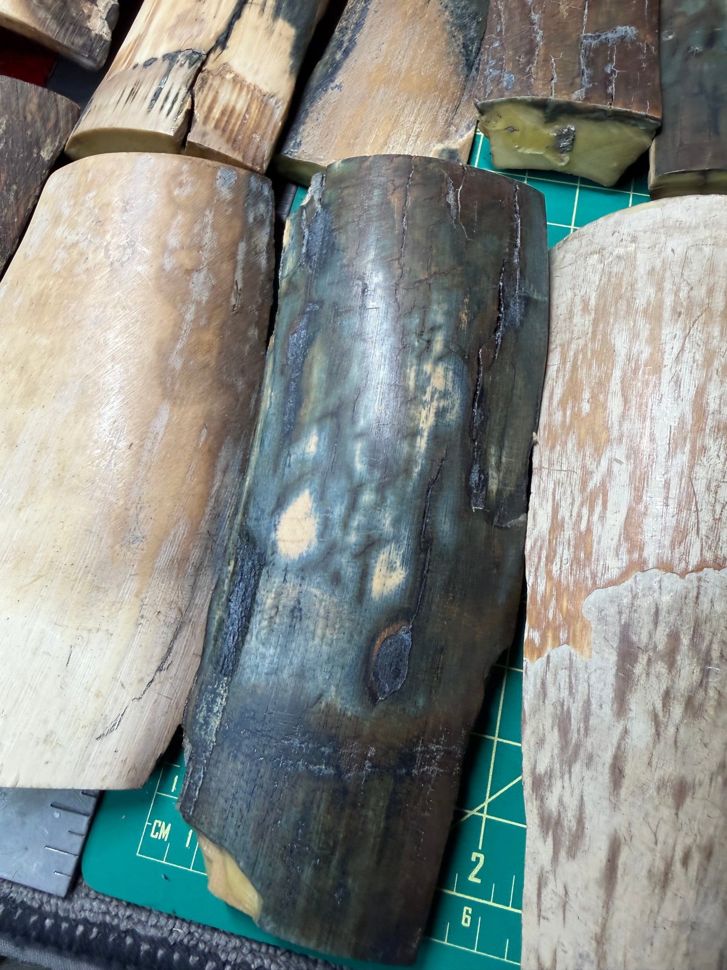 Fossil Woolly Mammoth Tusk (15 PC Lot)
