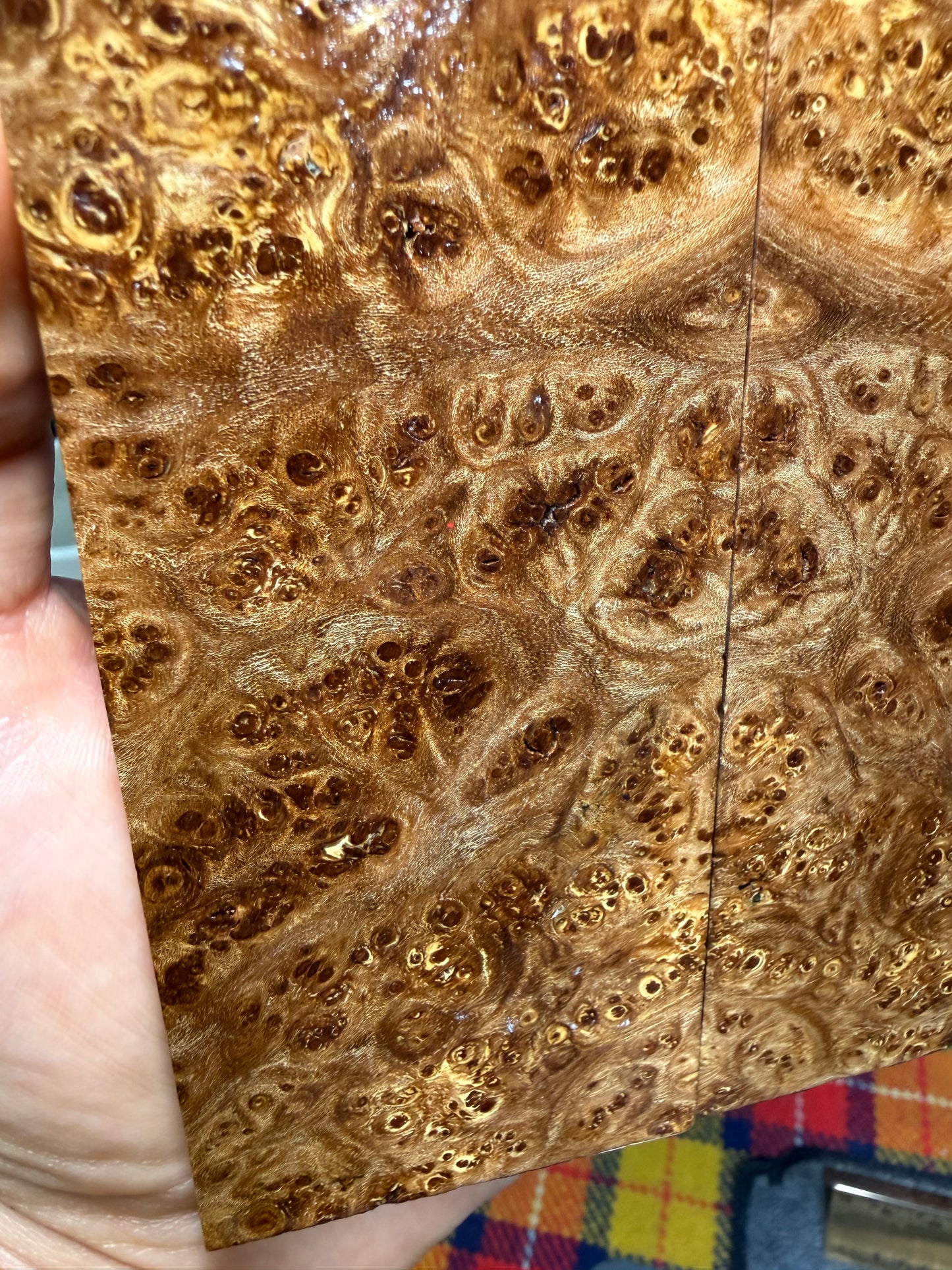 Spalted Almond Burl Scales SALB3 6 1/4”x2 1/8”x.41”