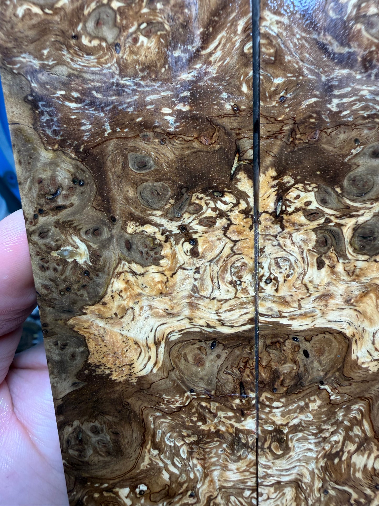 Spalted Almond Burl Scales SALB4 5 5/8”x1 11/16”x.42”