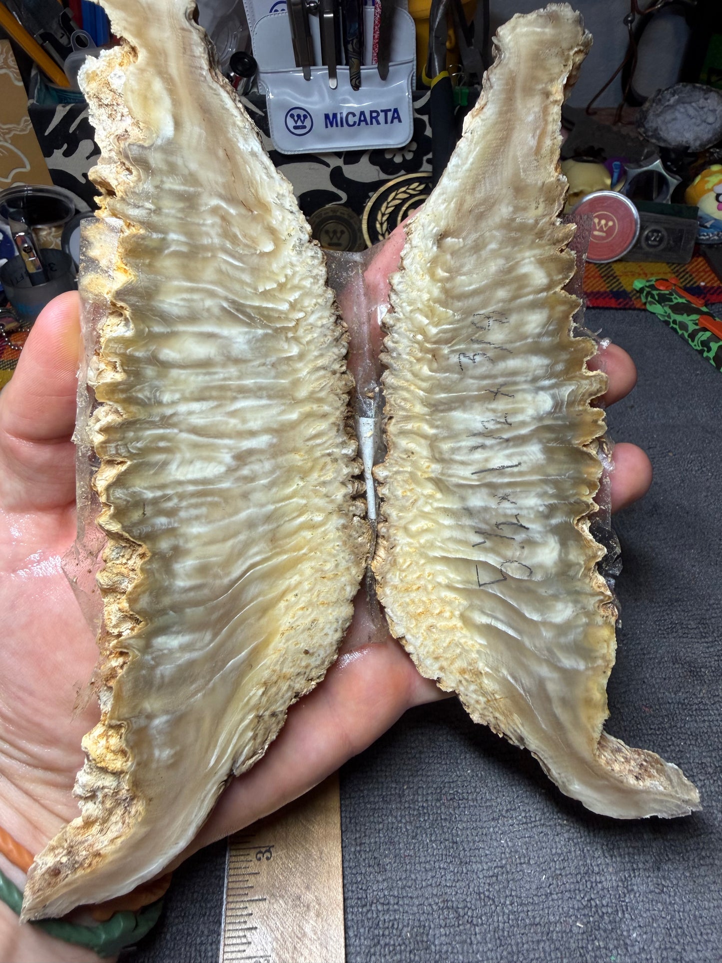 Musk Ox Scales (Set 3) 7 1/2” x 1 1/2”-2 1/4” x .4”