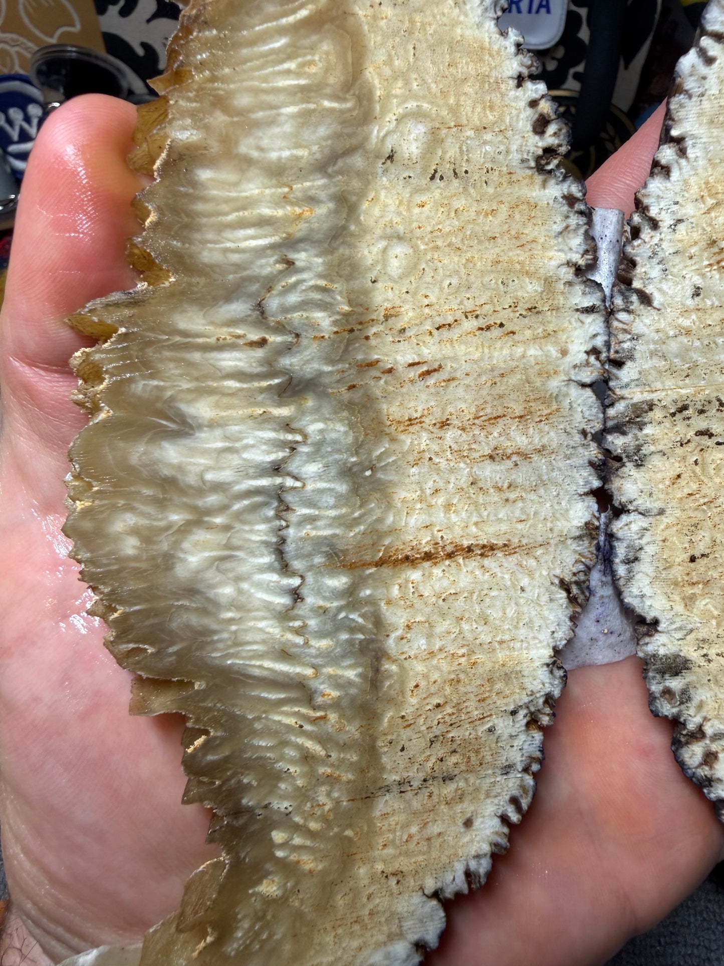 Musk Ox Scales (Set 2) 6 1/4” x 1 5/8”-2 3/4” x .27”